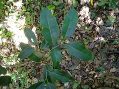 Sapindaceae