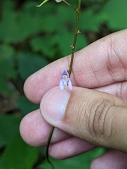 Hylodesmum