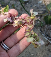 Mirabilis nyctaginea