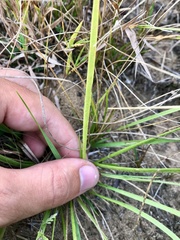 Dichanthelium perlongum