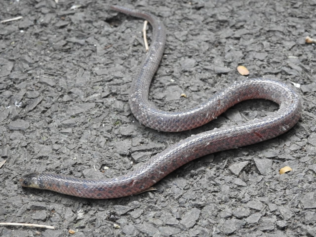 Reticulate Ground Snake