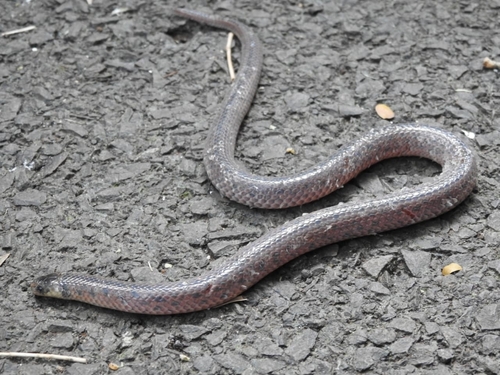 Reticulate Ground Snake