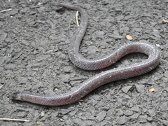 Atractus reticulatus