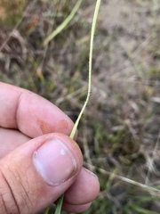 Dichanthelium perlongum