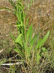 Solidago mexicana