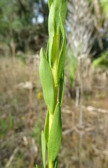 Solidago mexicana