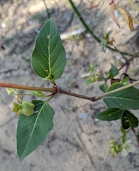 Mirabilis nyctaginea