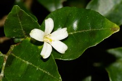Murraya paniculata