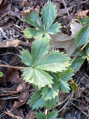 Potentilla canadensis