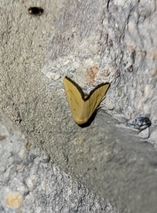 Marimatha nigrofimbria
