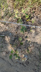 Mirabilis nyctaginea