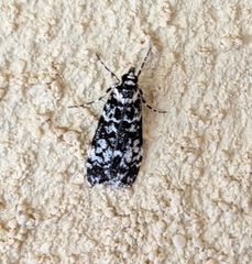 Scoparia exhibitalis