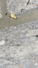 Marimatha nigrofimbria