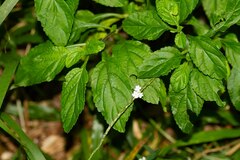 Stachytarpheta