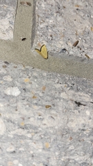 Marimatha nigrofimbria