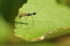 Micropeza corrigiolata