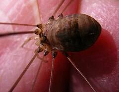 Leiobunum blackwalli