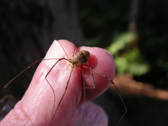 Leiobunum blackwalli