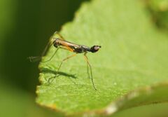 Micropeza corrigiolata