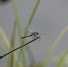 Sympetrum vicinum