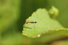 Micropeza corrigiolata