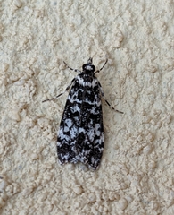 Scoparia exhibitalis