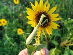 Stagmomantis carolina