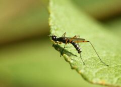 Micropeza corrigiolata