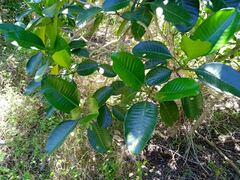 Tabernaemontana cerifera