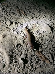 Dicamptodon tenebrosus