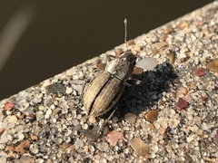 Naupactus