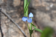 Commelina dianthifolia