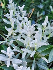Cerastium tomentosum