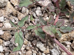 Boerhavia wrightii