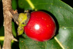 Diospyros fasciculosa