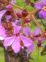 Tibouchina