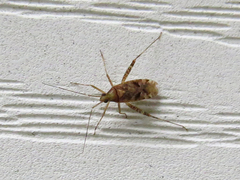 Phytocoris