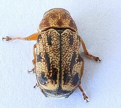 Pachybrachis nobilis