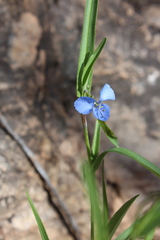 Commelina dianthifolia