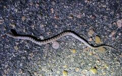 Arizona elegans elegans