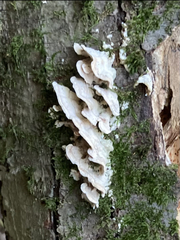 Punctularia strigosozonata