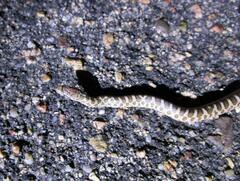 Arizona elegans elegans