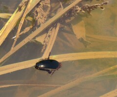 Hydaticus bimarginatus