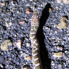 Arizona elegans elegans