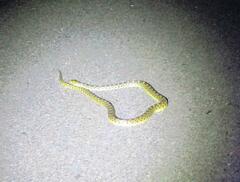 Pituophis catenifer sayi