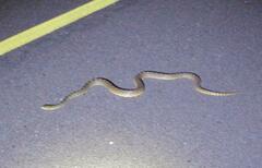 Pituophis catenifer sayi