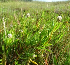 Blutaparon vermiculare