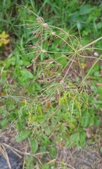 Sphallerocarpus gracilis