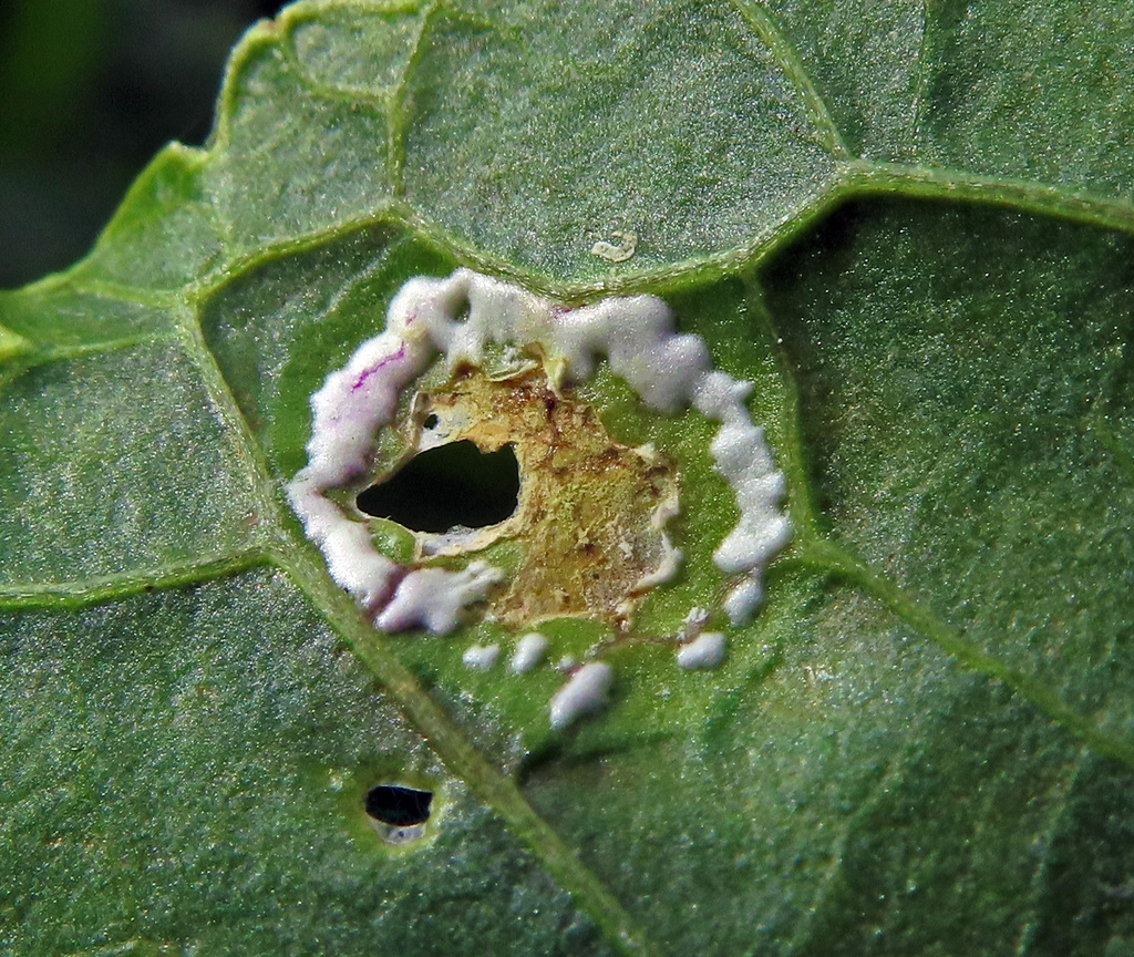 Albugo candida
