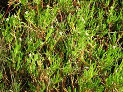 Blutaparon vermiculare